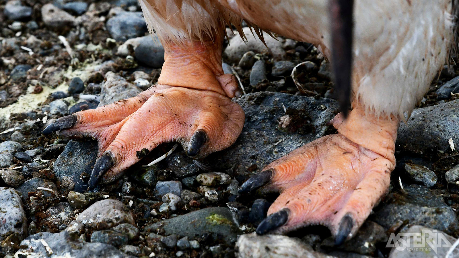 Happy feet - De ezelspinguïn is te herkennen aan zijn oranje snavel en dito poten