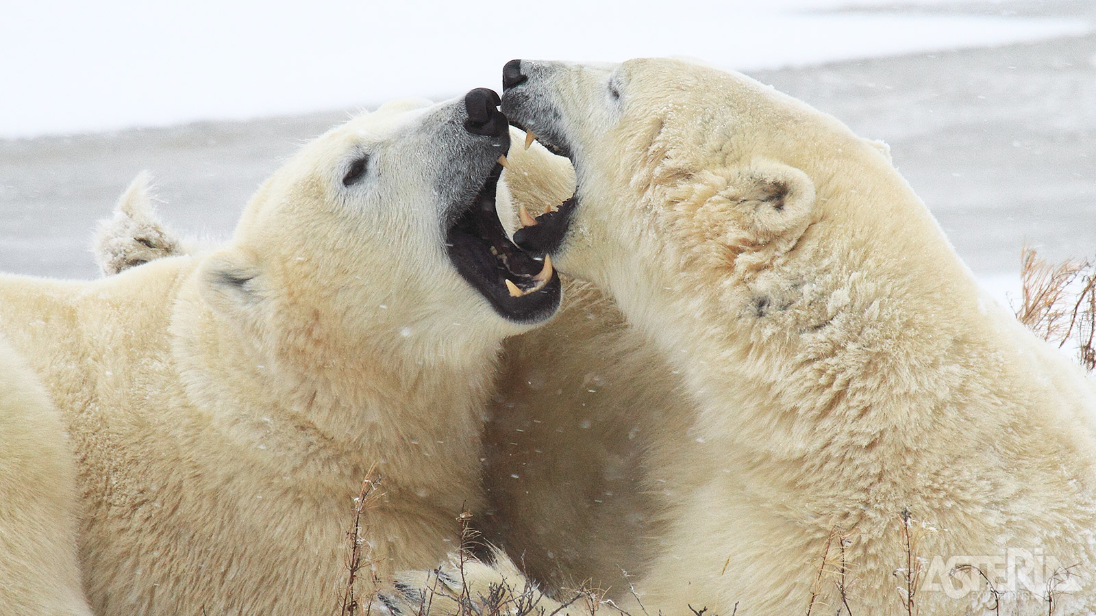 Dit narwal- en ijsbeersafari is het perfecte avontuur voor natuurliefhebbers en fotografen