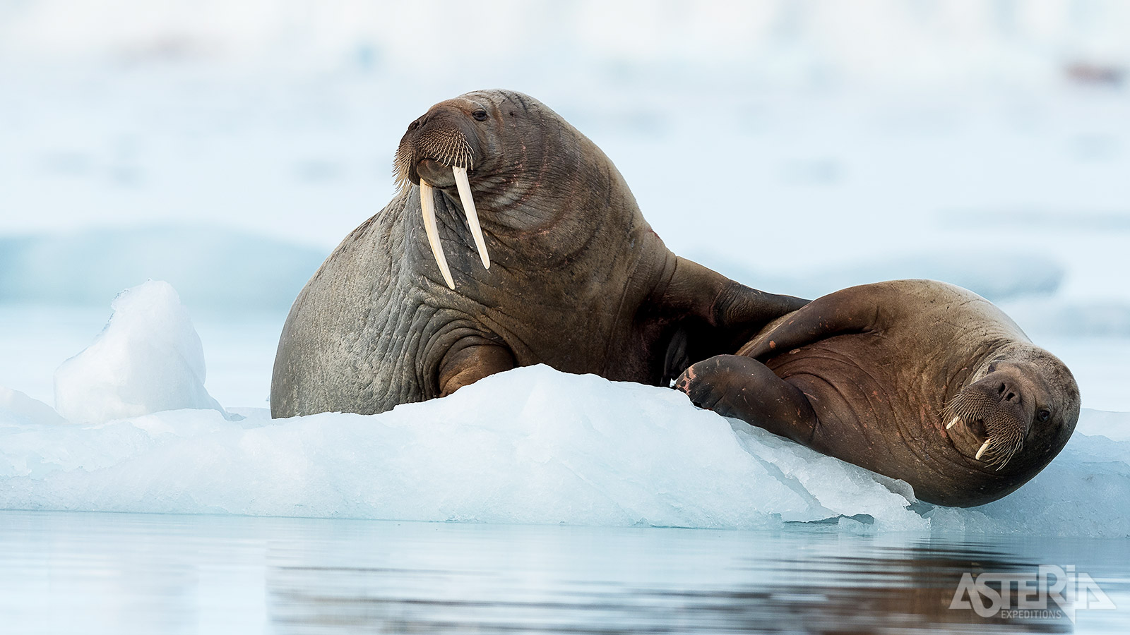 Deze trip biedt een uitstekende gelegenheid om narwallen, ijsberen en walrussen te observeren