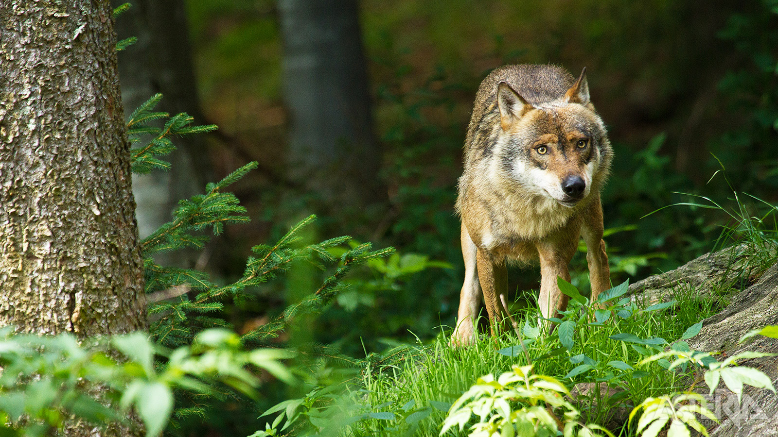 De grijze wolf wordt zelden waargenomen, maar hier bevind je je wel op de beste plaats in Finland