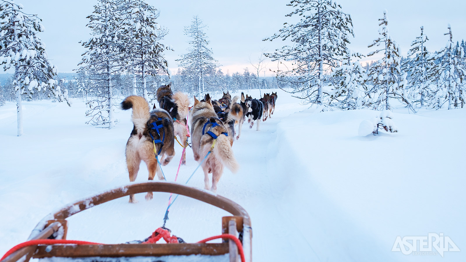 Na een korte inleiding staan de husky’s klaar om je mee te nemen op een spannend 2-daags avontuur door de Finse natuur