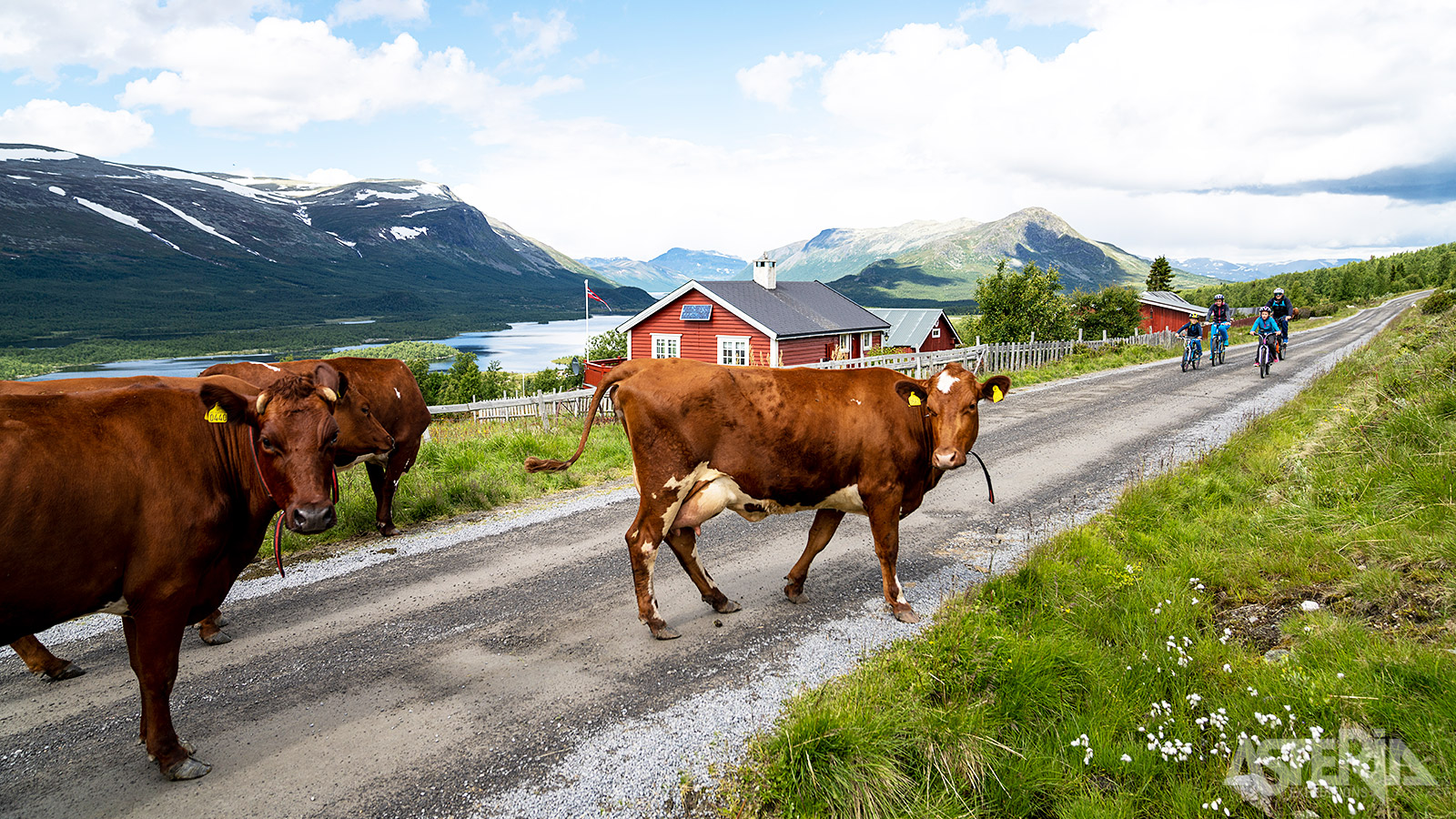 De naam Mjølkevegen verwijst naar de melkveebedrijven die hier de vrij rondlopende koeien komen melken