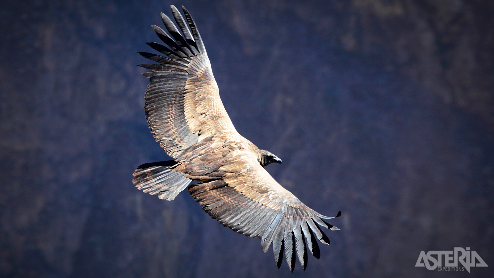 Cruz del Condor is het woongebied van de indrukwekkende Andes Condor met een spanwijdte tot meer dan 3m
