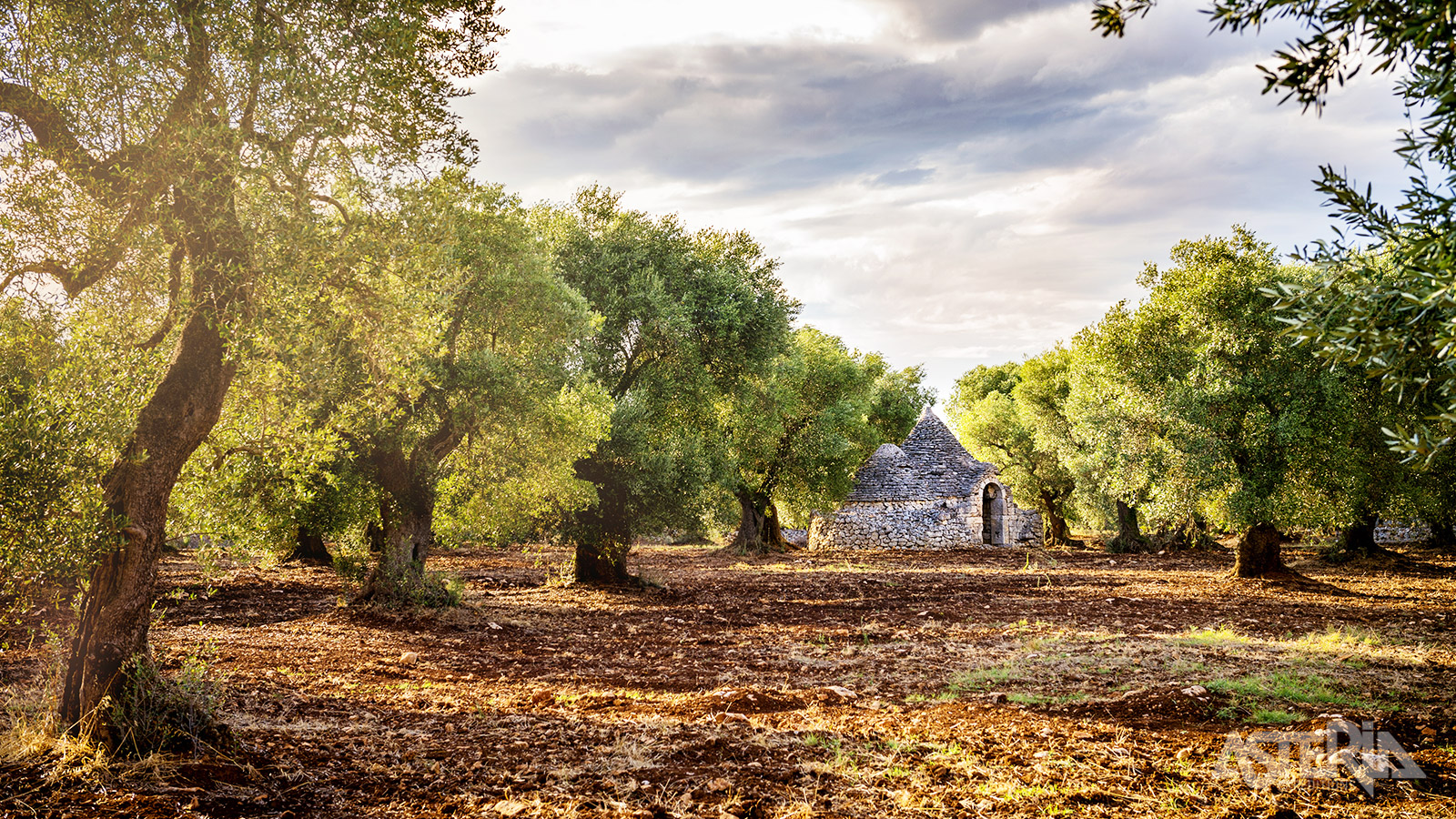 Via de vele olijfgaarden  bereik je één van de mooiste dorpjes van Italië: Locorotondo