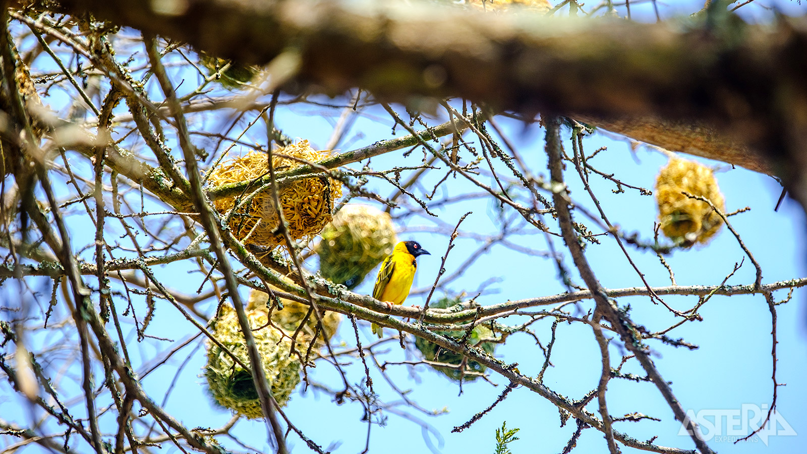 De Zwartkopwever in het Akagera Nationaal Park bouwt een rond nest aan overhangende twijgen, zo’n 2m boven de grond