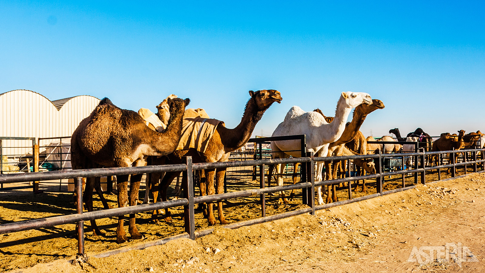 Het Nabije Oosten is onlosmakelijk verbonden met kamelen en de kamelenmarkt