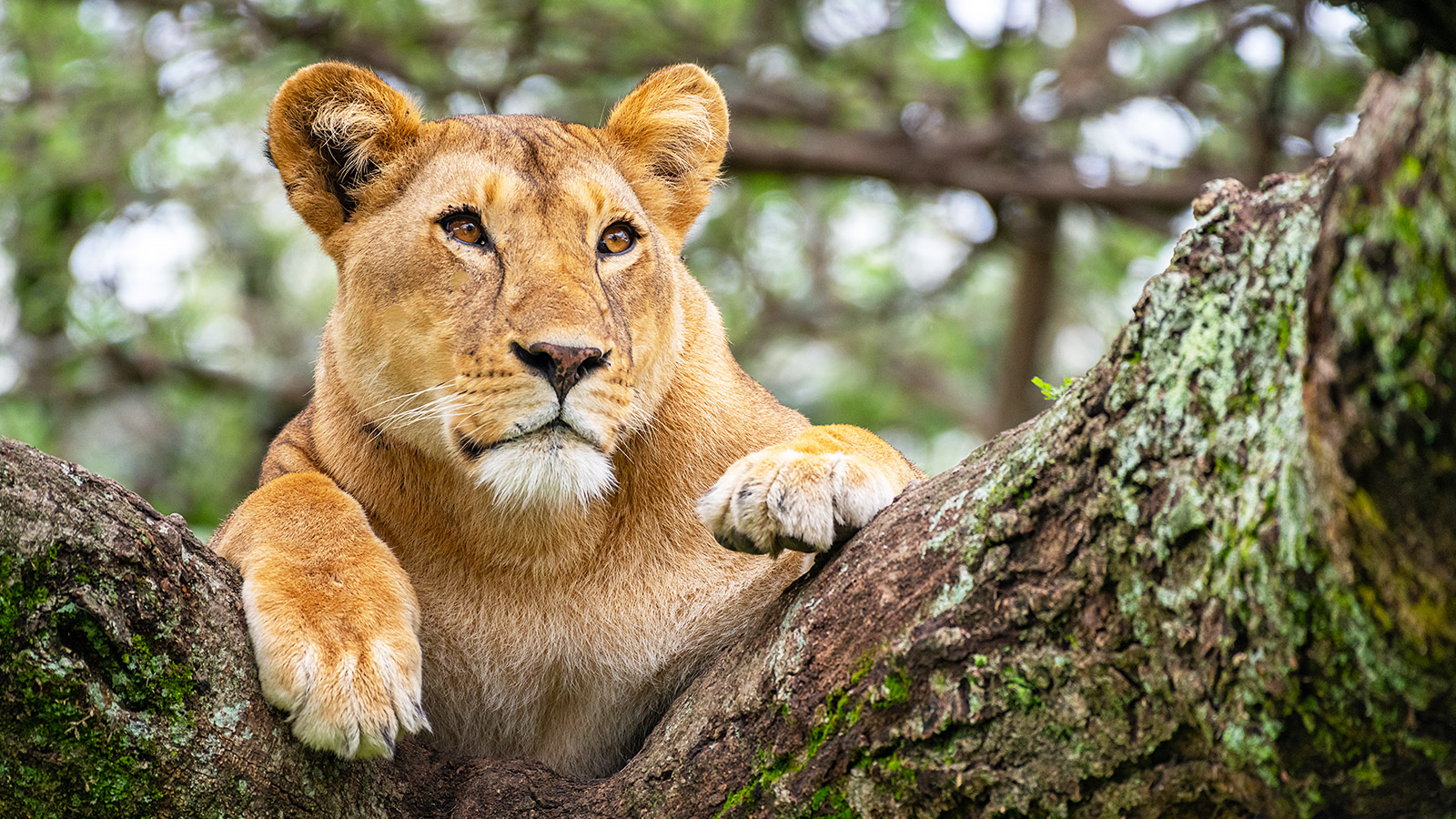 Tanzania blinkt uit in uitgestrekte nationale parken en de enorme diversiteit aan wild