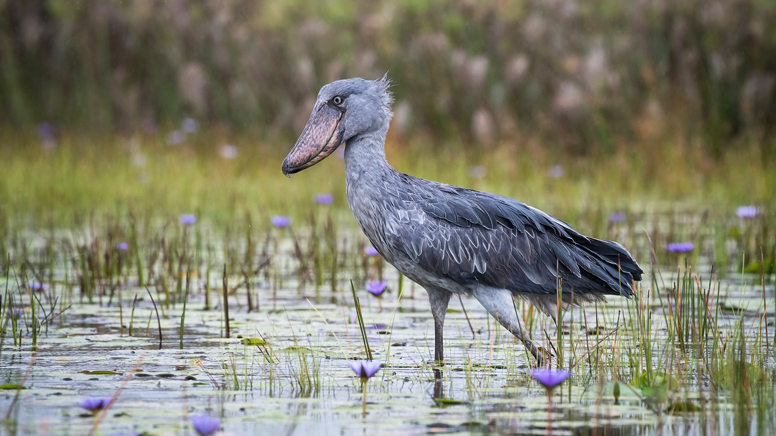 De schoenbekooievaar, een vreemde en fascinerende vogel van de Afrikaanse wetlands