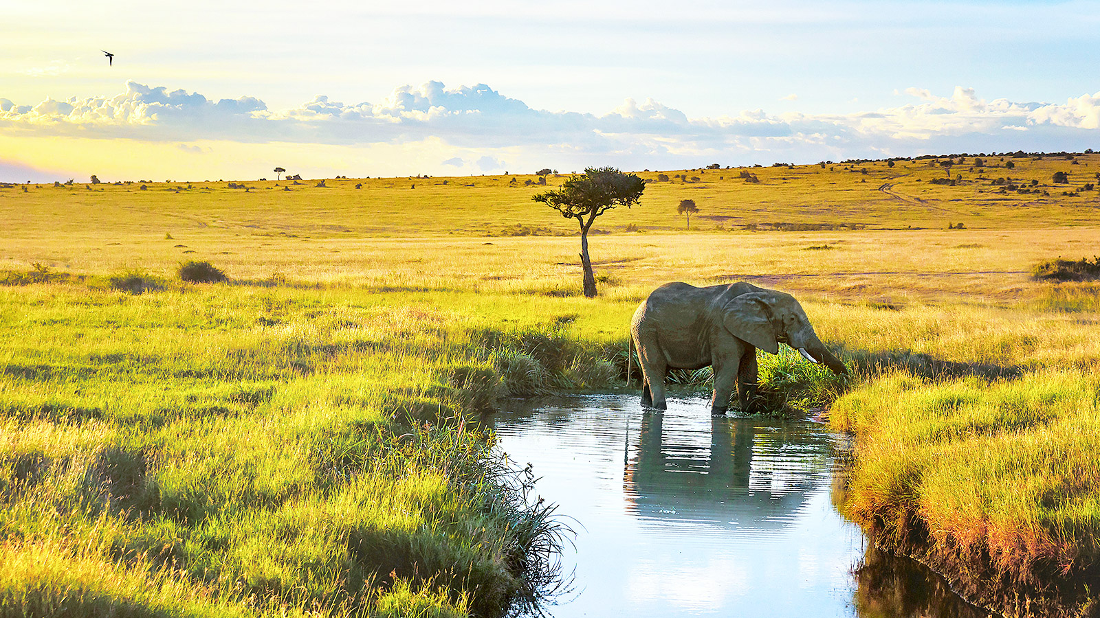 Kenia is een topbestemming voor uitmuntende safari’s