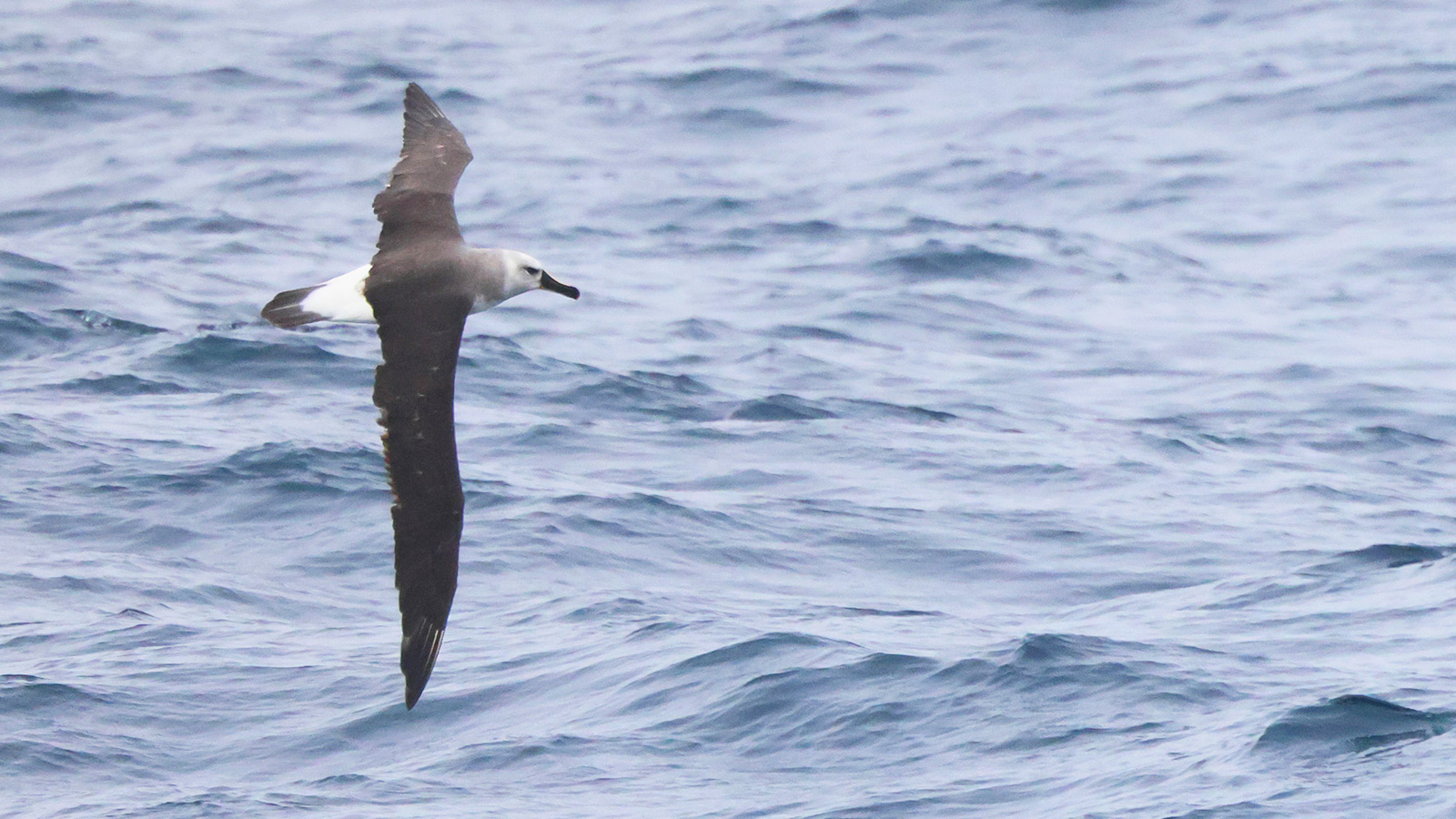 Grijskopalbatrossen kunnen een snelheid halen tot 127 km per uur