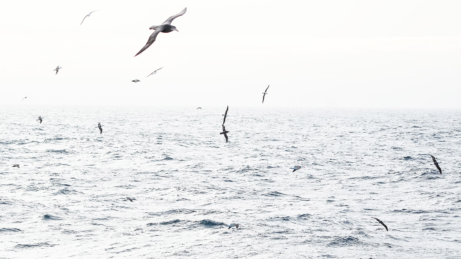 Tal van zeevogels genieten volop van de ’rustige zee’