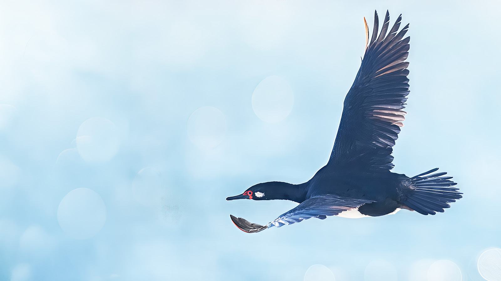 Onze camera vangt een Magelhaenaalscholver in volle vlucht