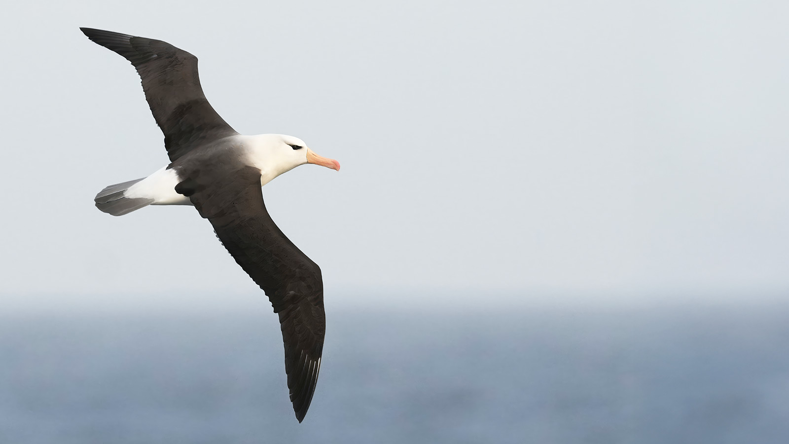 Sommige albatrossen blijven jaren op zee en leggen tot 2.000 km af in een etmaal
