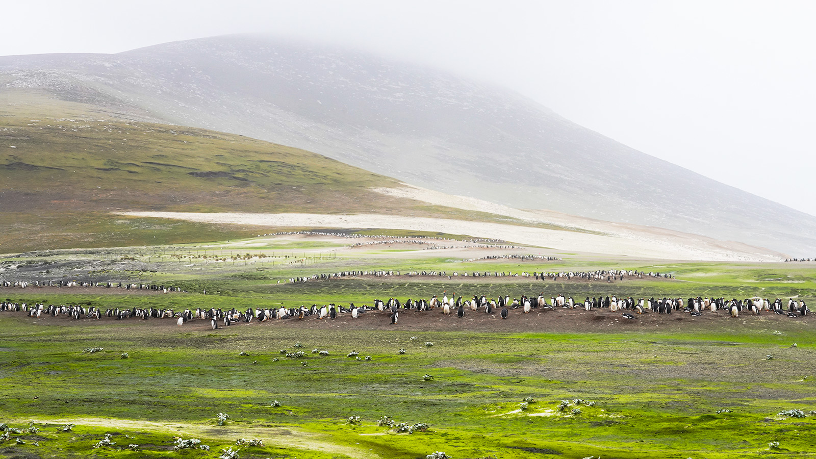 De wind draagt de zilte geur van ezelpinguïns over de schapenheuvels