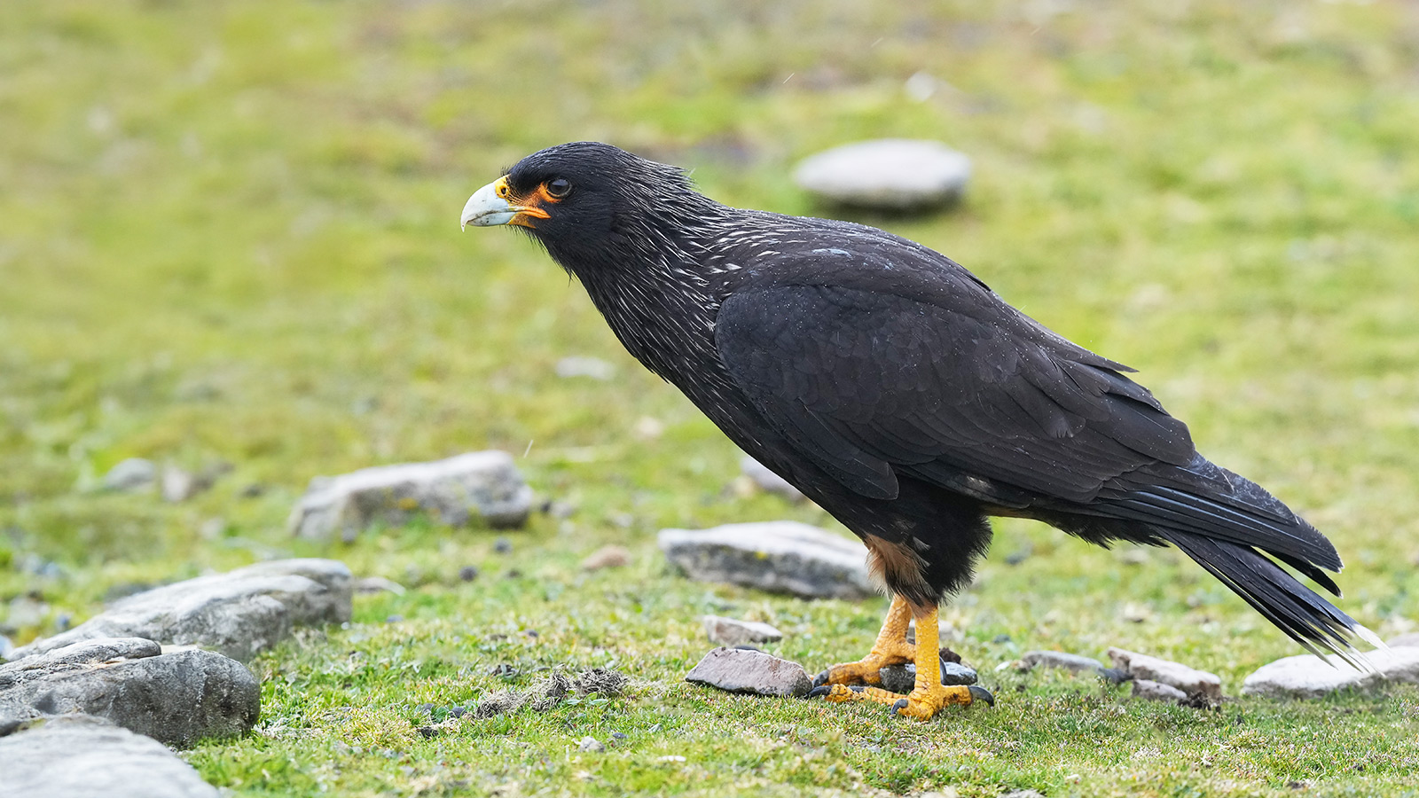 De Falklandcaracara behoort tot de meest bedreigde roofvogels ter wereld