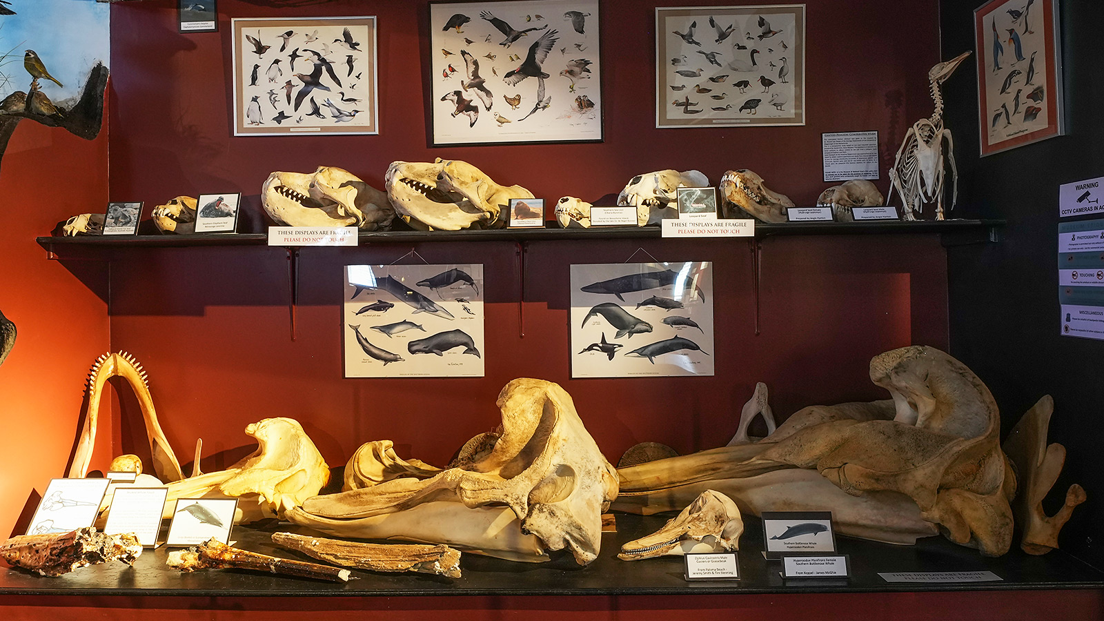 Je vindt er tentoonstellingen over pinguïns, zeevogels en het ecosysteem van de eilanden
