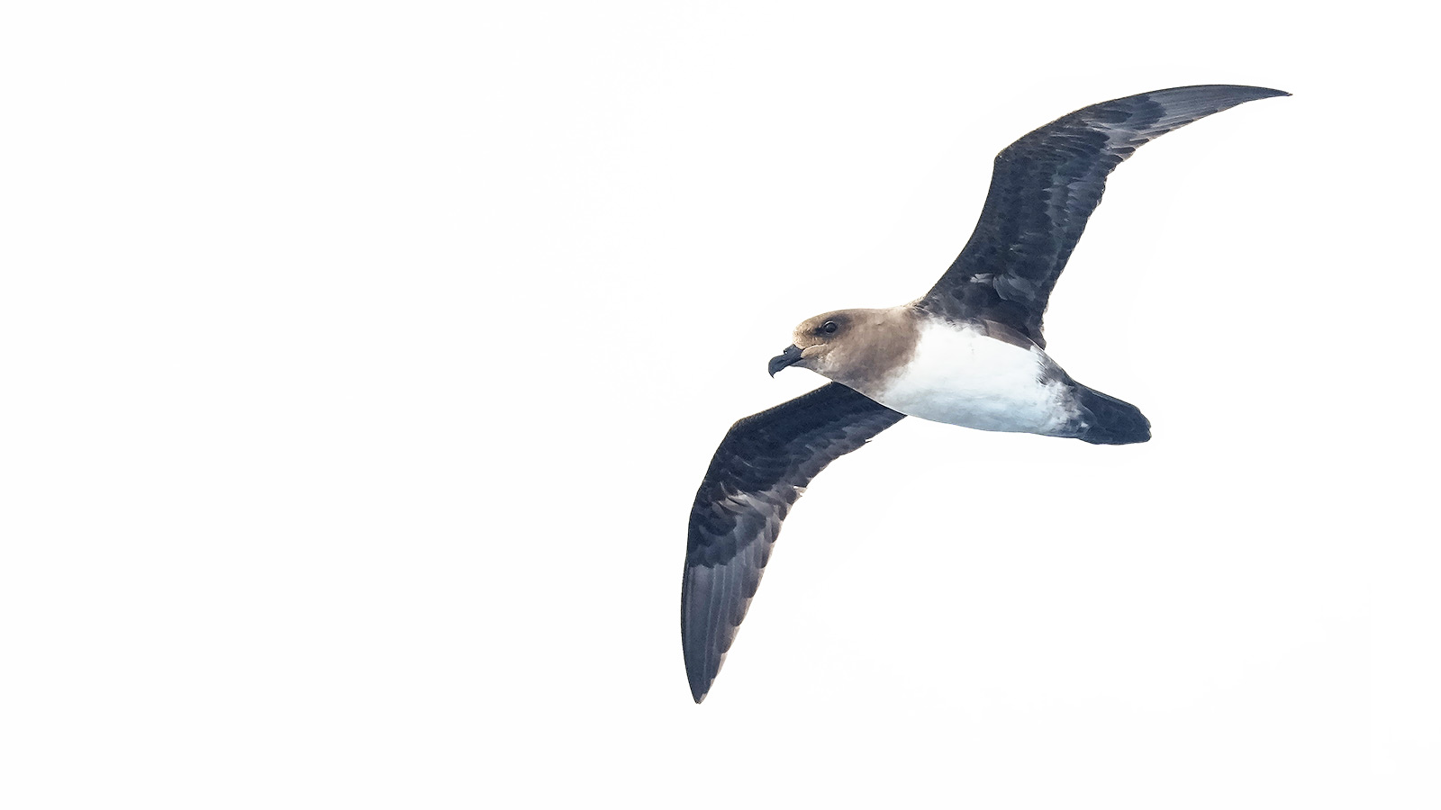 De Atlantische stormvogel... of beter gezegd de Schlegels stormvogel
