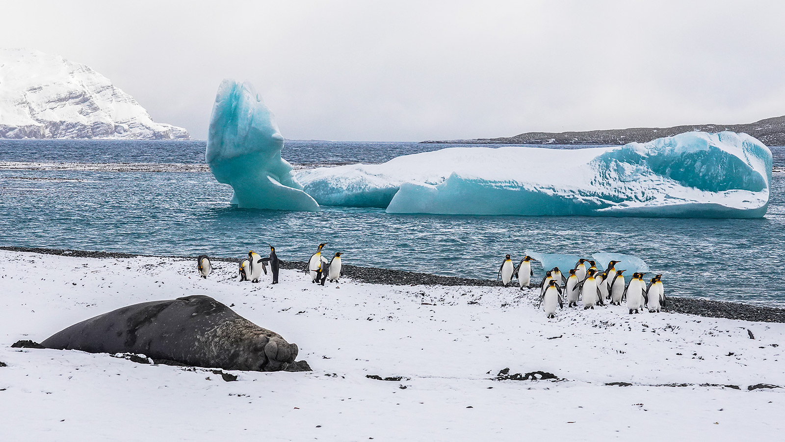Opgelet voor de beach master – het alfamannetje dat zijn territorium verdedigt tegen andere zeeolifanten