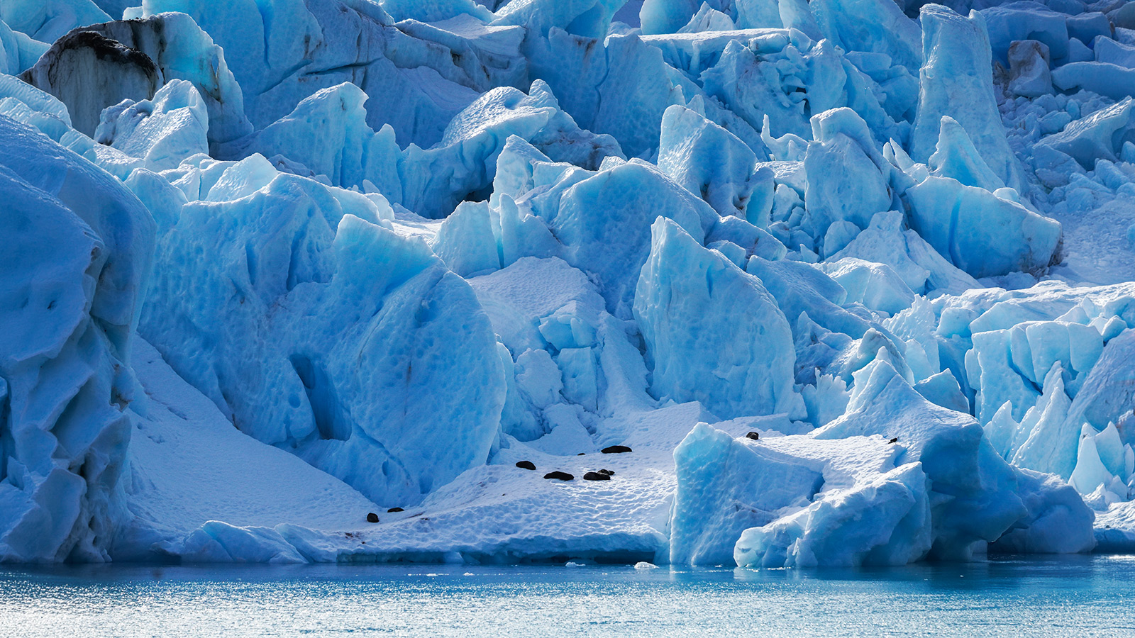 Helemaal op het einde van de fjord geniet een een groepje pelsrobben van de zon