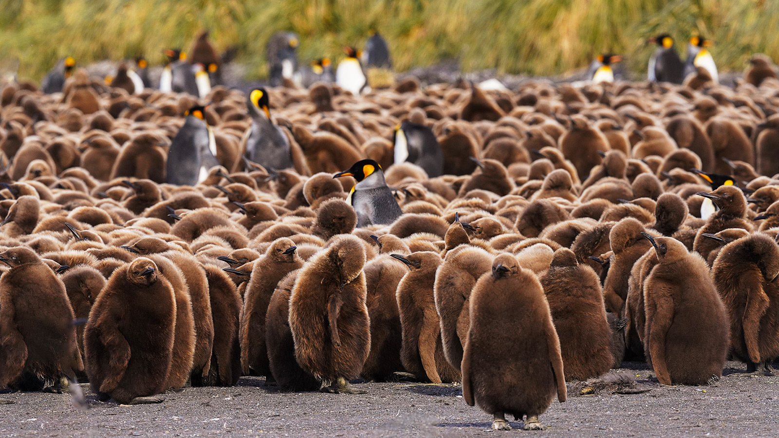 Een indrukwekkende zee van koningspinguïns, met honderden pluizige kuikens