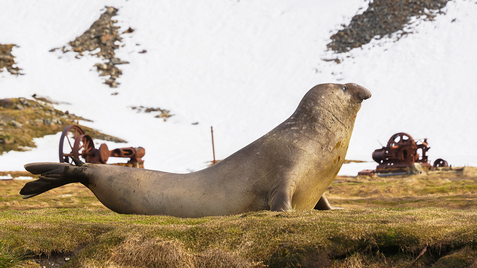 Tussen roestige restanten van de walvisfabriek en wildernis ligt de echte koning