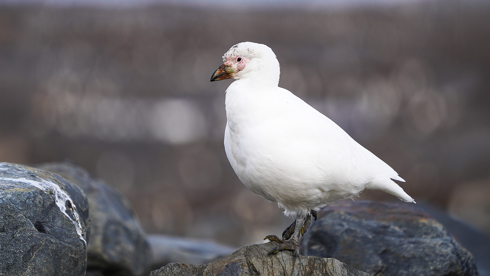 Zuidpoolkippen zijn de lokale ‘ratten’ van de zee