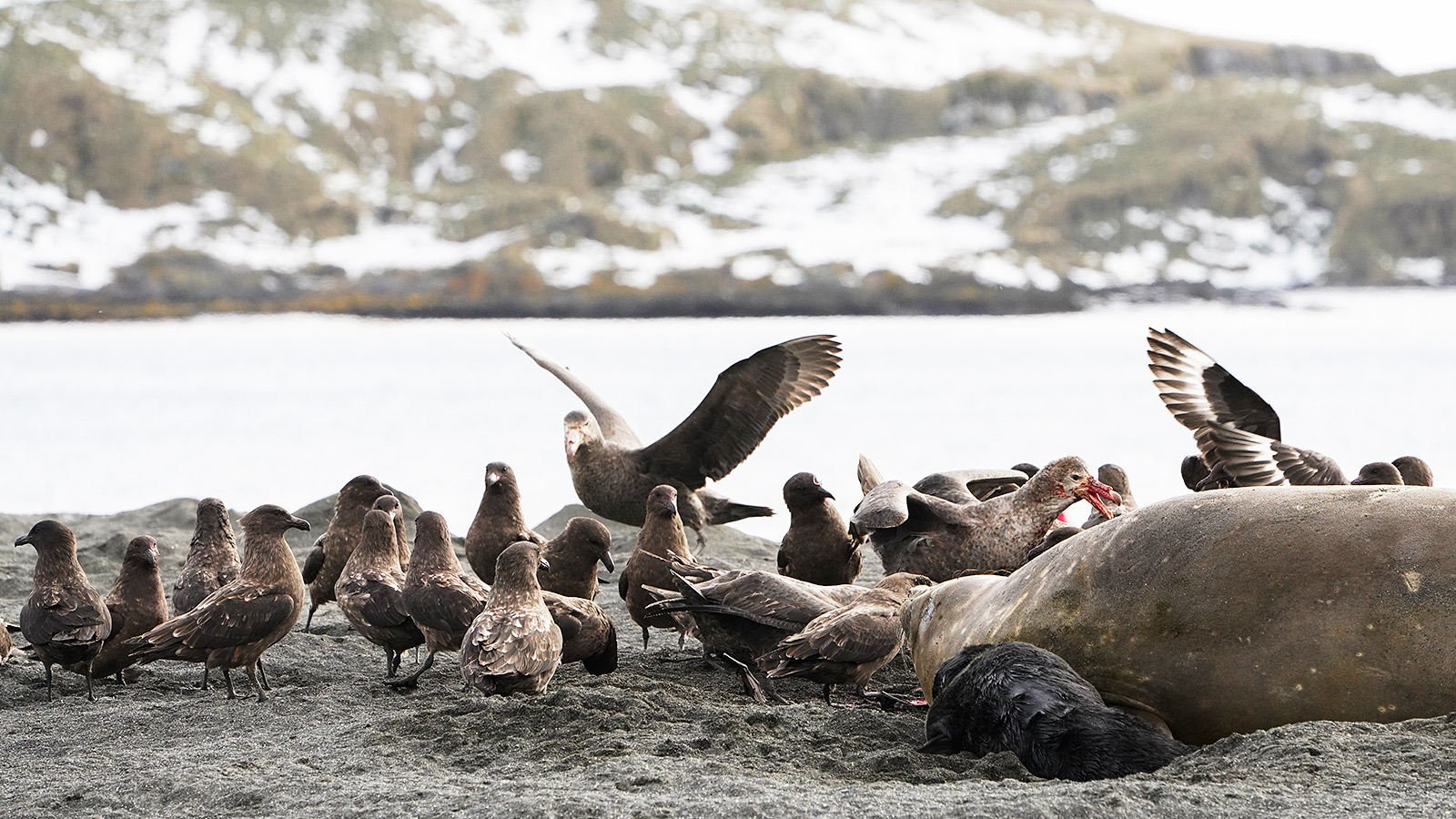 Skua’s en reuzenstormvogels doen zich tegoed aan de placenta van een pas moeder geworden zeeolifant