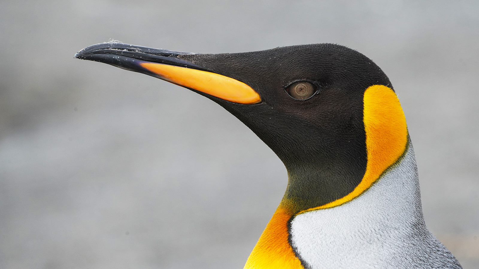 Wij zien de vlek op de hals en borst van koningspinguïns als geel, zij zien echter veel veel meer nuances