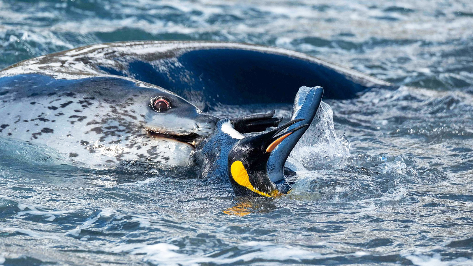 Zeeluipaard speelt met koningspinguïn. Op leven en dood