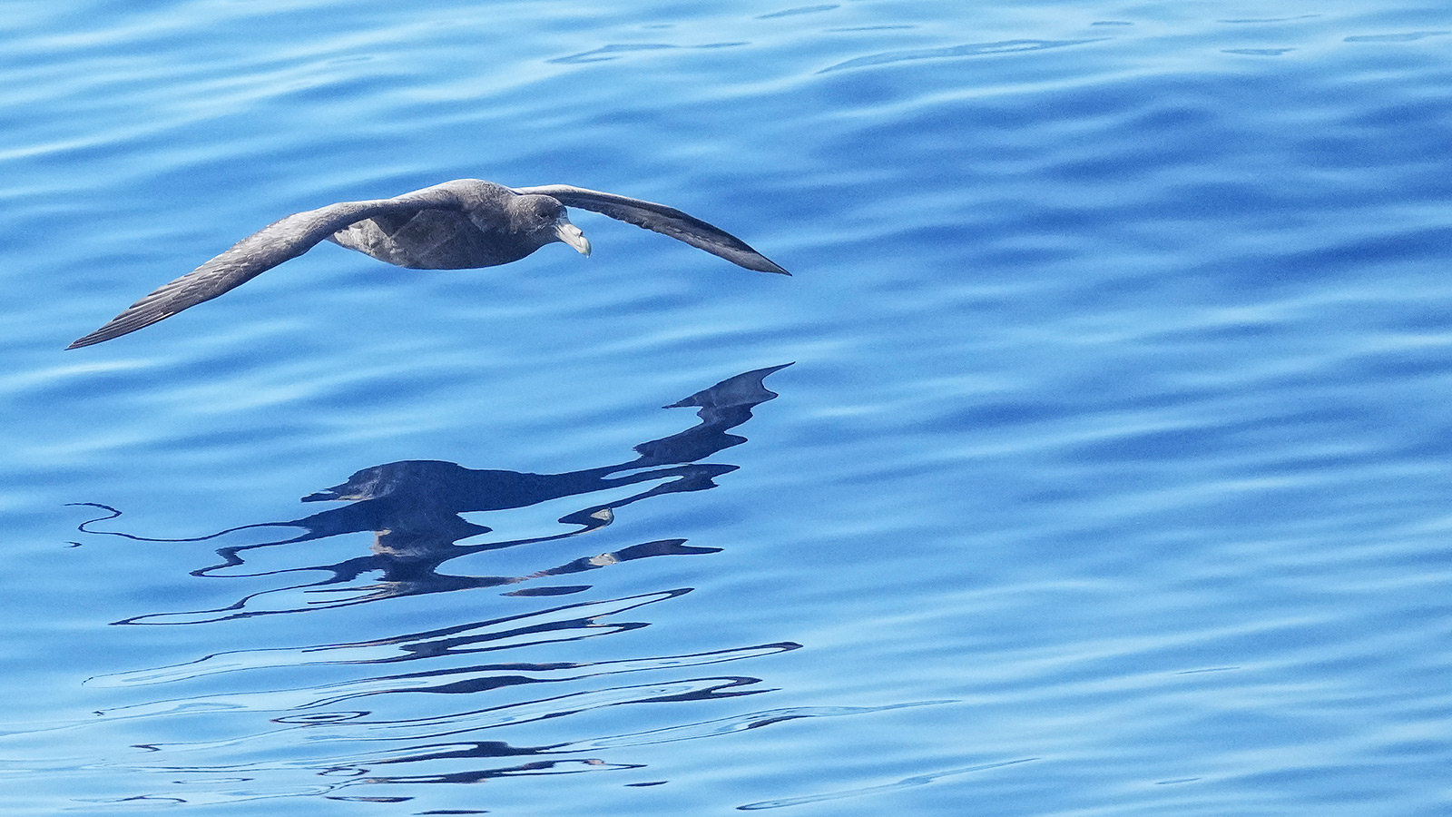 Ruimte, vrijheid en vleugels – een zuidelijke reuzenstormvogel in actie