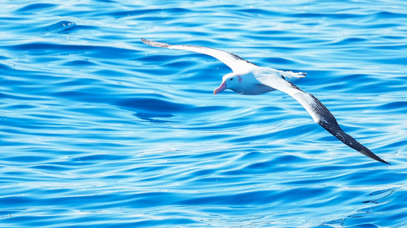 Een reuzenalbatros danst op de luchtstromen van de Zuidelijke Oceaan