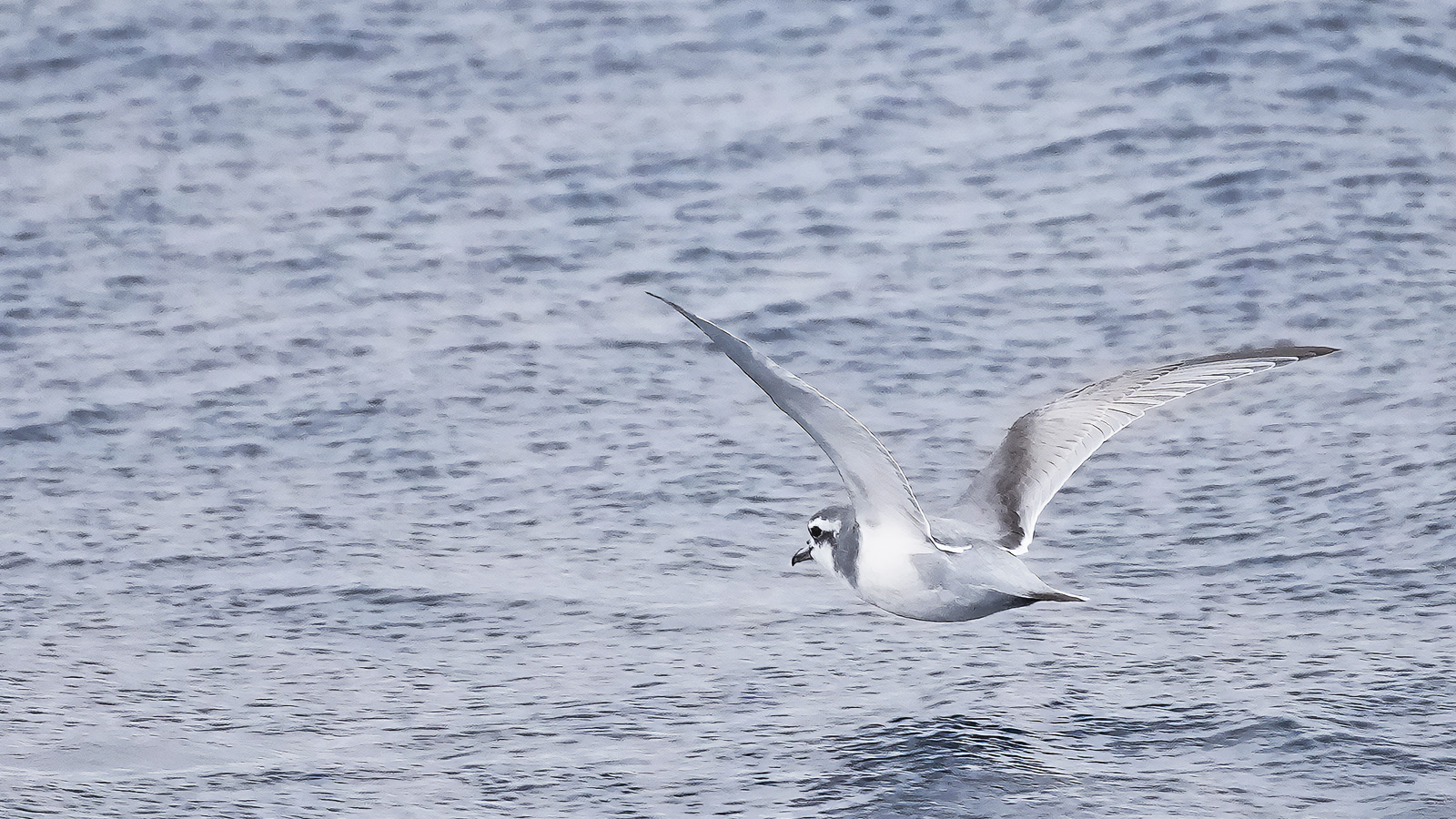 Misjel kreeg tussen alle zeegeweld door een dunbekprion voor de lens
