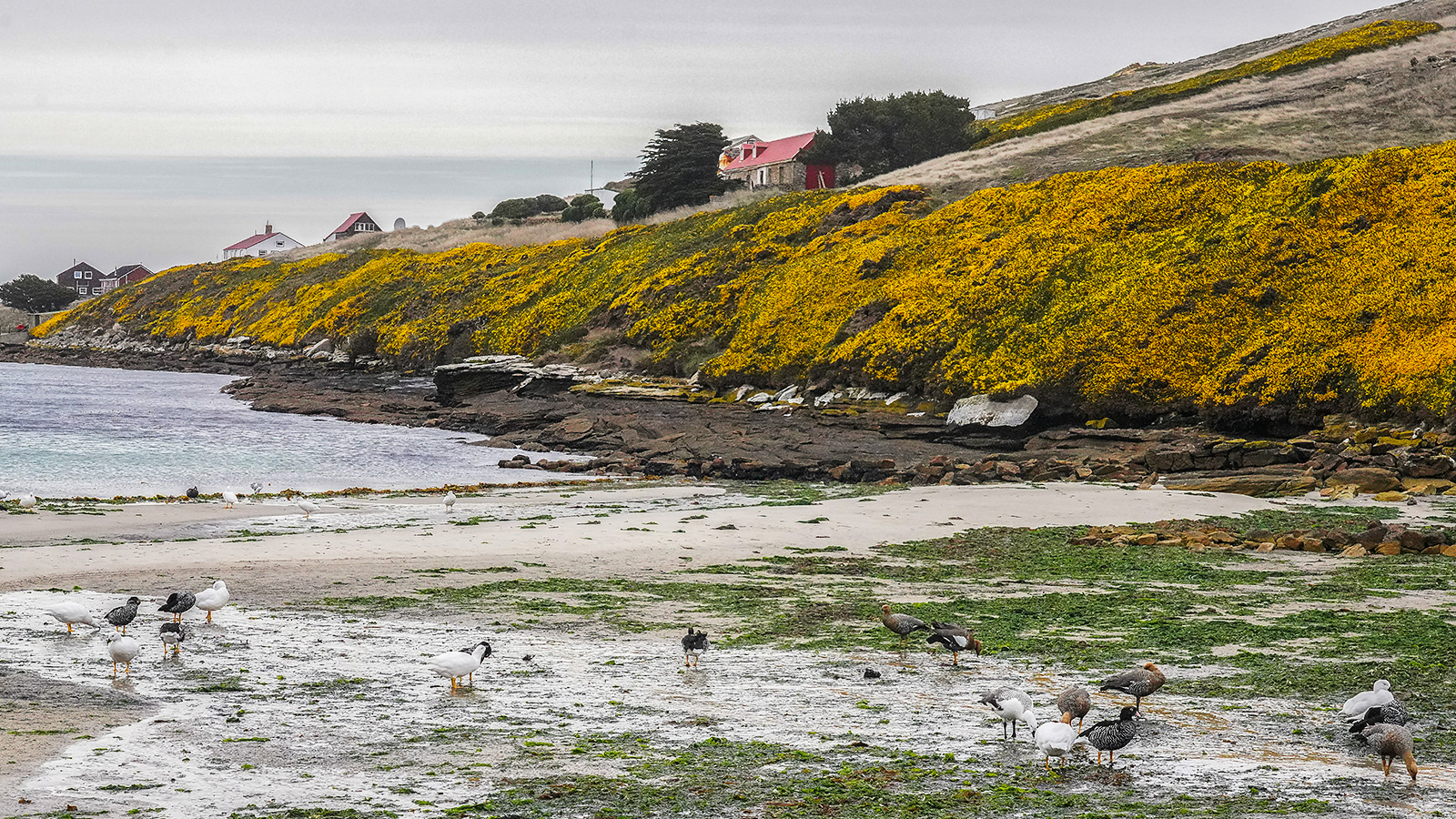 New Island, één van de meest pittoreske eilanden van de Falklands