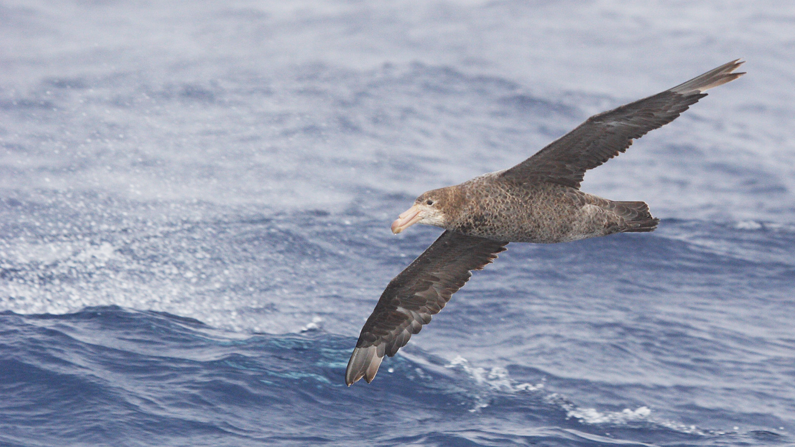 Noordelijke reuzenstormvogel.