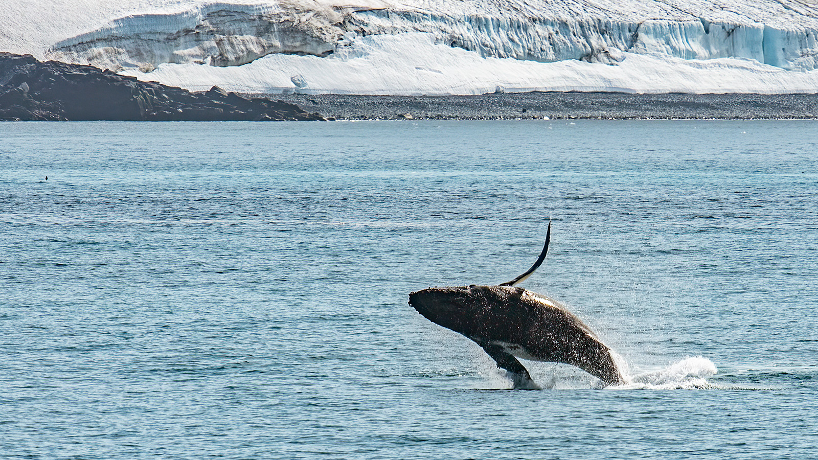 Een bultrugwalvis breacht voor de lens | foto Marc