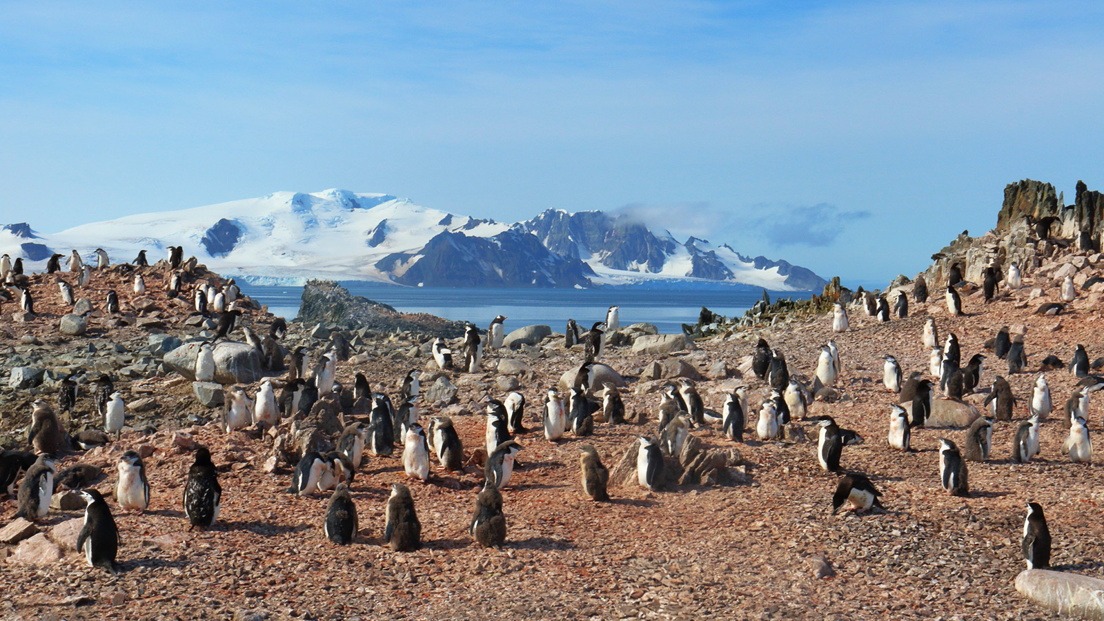Een kleine kolonie kinbandpinguïns heeft het voor het zeggen op Half Moon Island