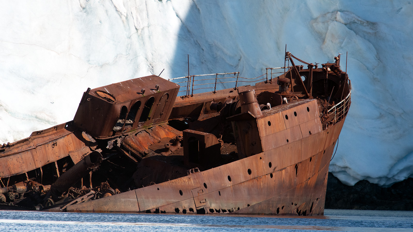 Het wrak van de Guvernøren wordt bezet door een kolonie Antarctische stern