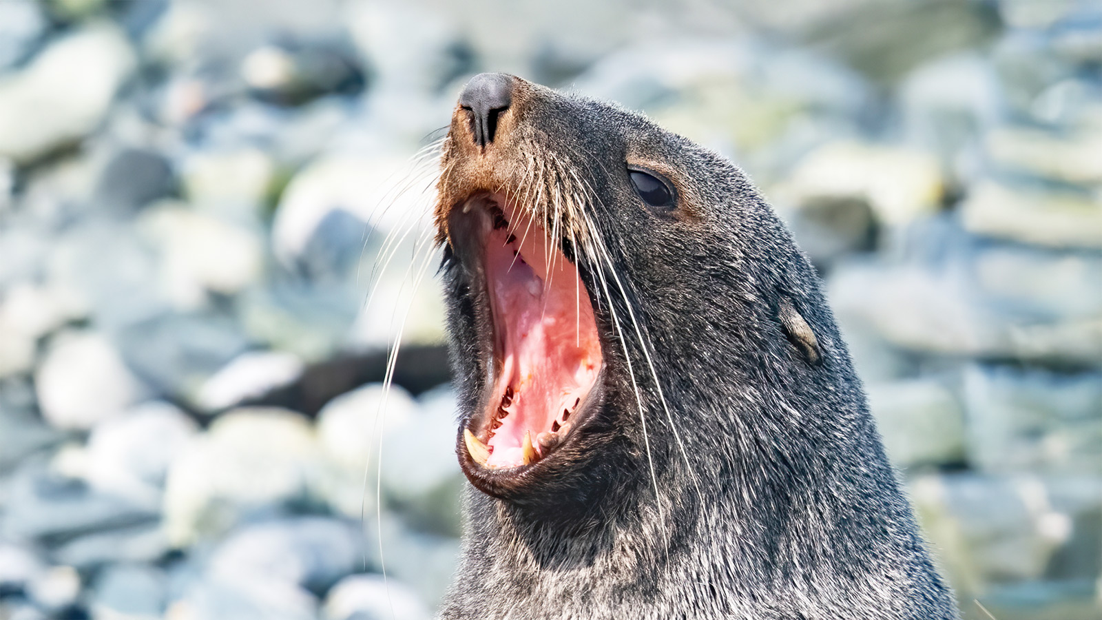 Antarctische pelsrob op Portal Point | foto Marc