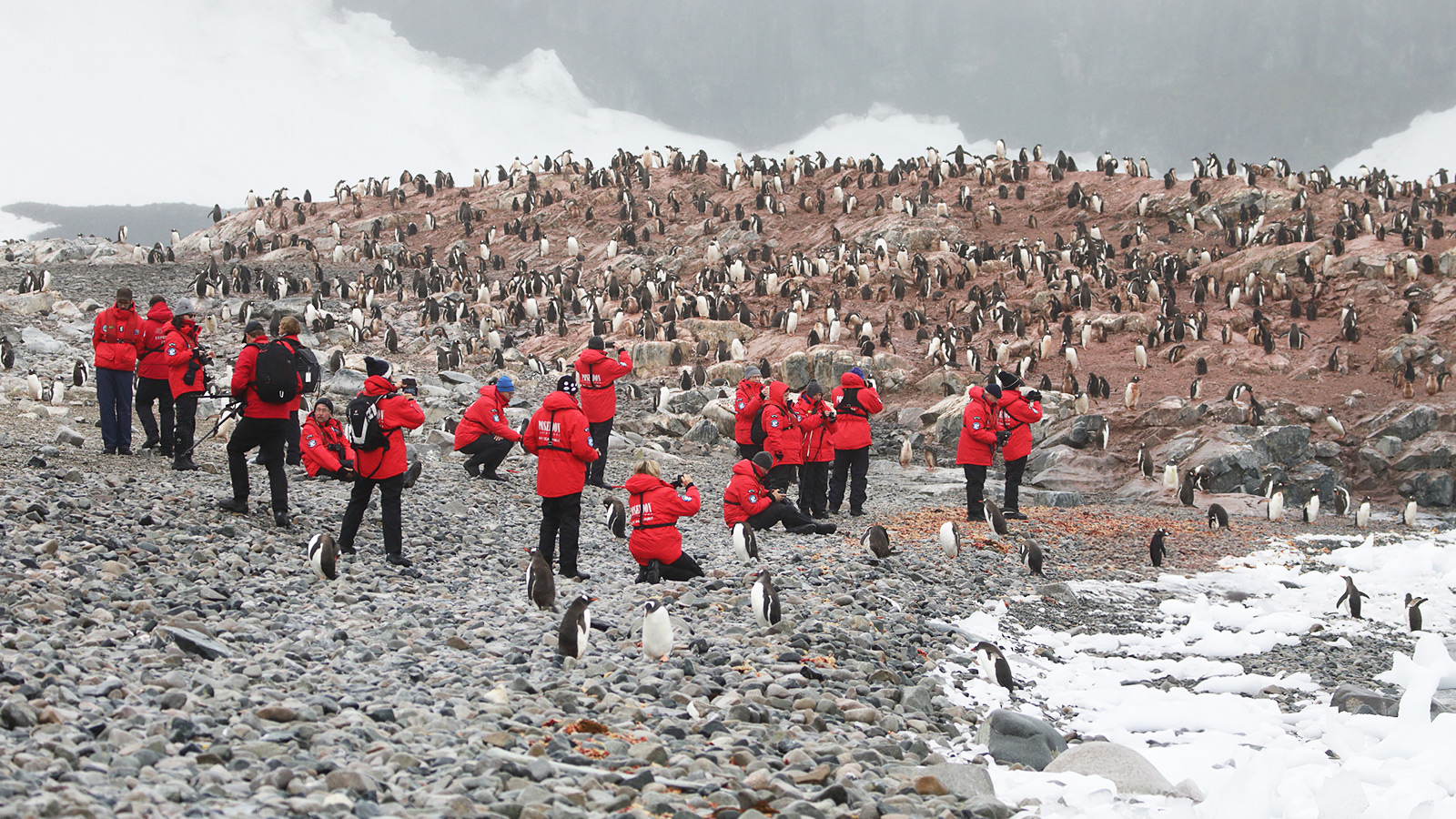 12.000 ezelspinguïns en 100 Belgen. Wie waggelt wie voor de voeten?