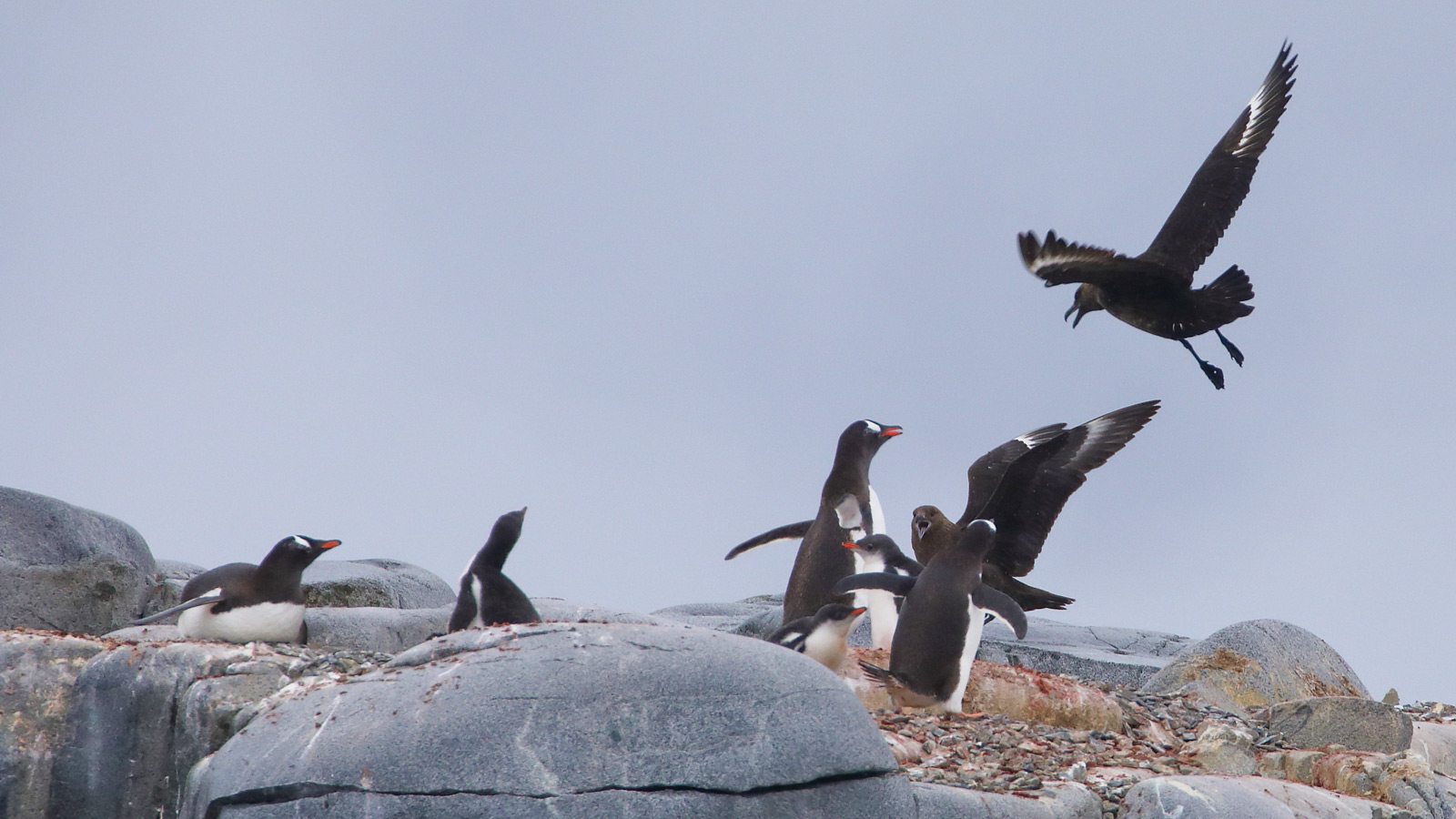 Skua’s proberen op elk onbewaakt moment een pinguïnkuiken te roven.