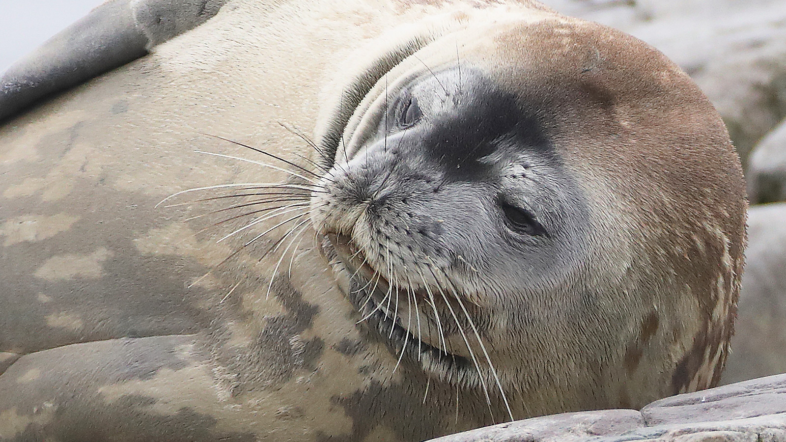 Fotografen vergapen zich tijdens een zodiaccruise aan een overvloed van ijsbergen en wilde dieren