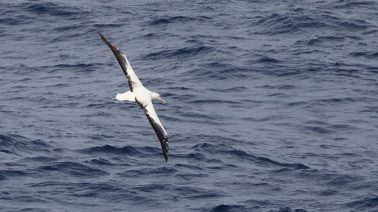 Reuzenalbatrossen volgen even ons schip om daarna opnieuw achter de golven te verdwijnen