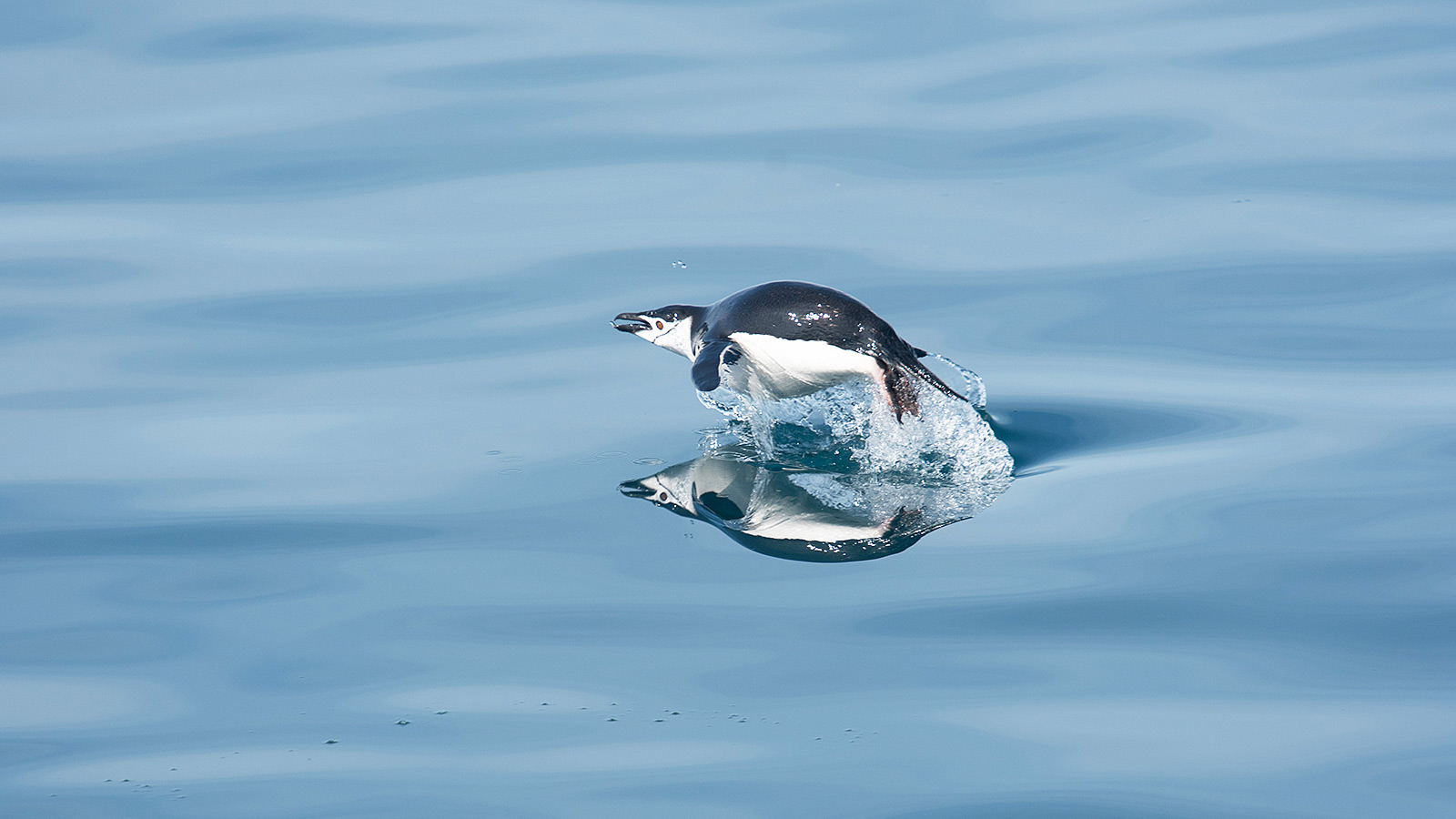 De winnende foto in de categorie ’Fauna & flora’: ’Vliegende pinguïn’ van Marc