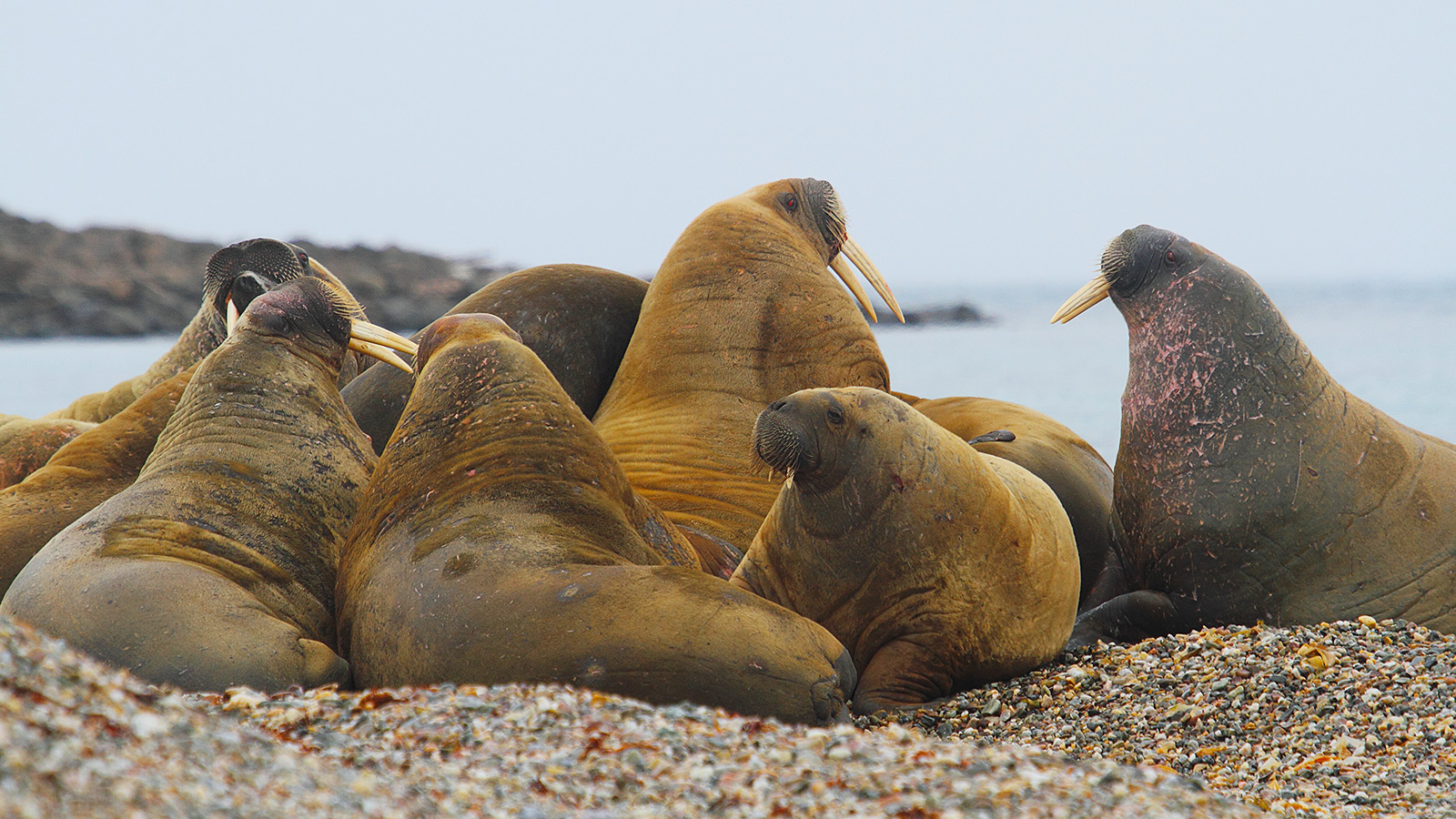 Een stuk of 45 walrussen schurkt tegen elkaar aan in de lagune van Smeerenburg