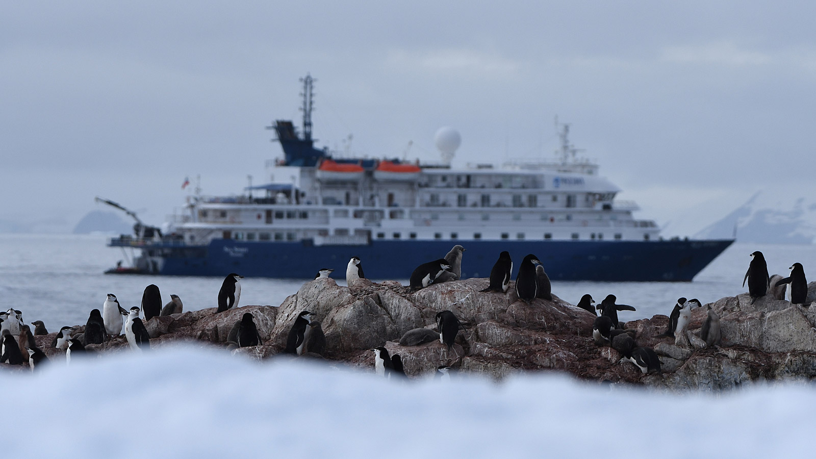 Pinguïns op de voorgrond, MV Sea Spirit op de achtergrond en Antarctica als decor