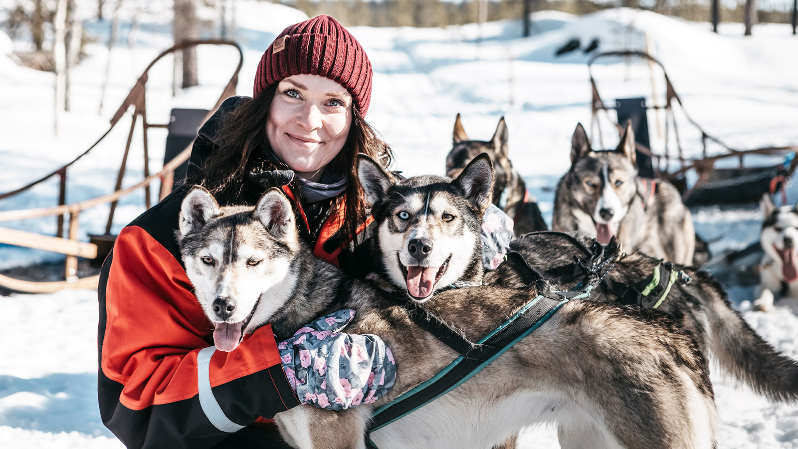 Samen met een enthousiast huskyteam door de besneeuwde wildernis van Lapland