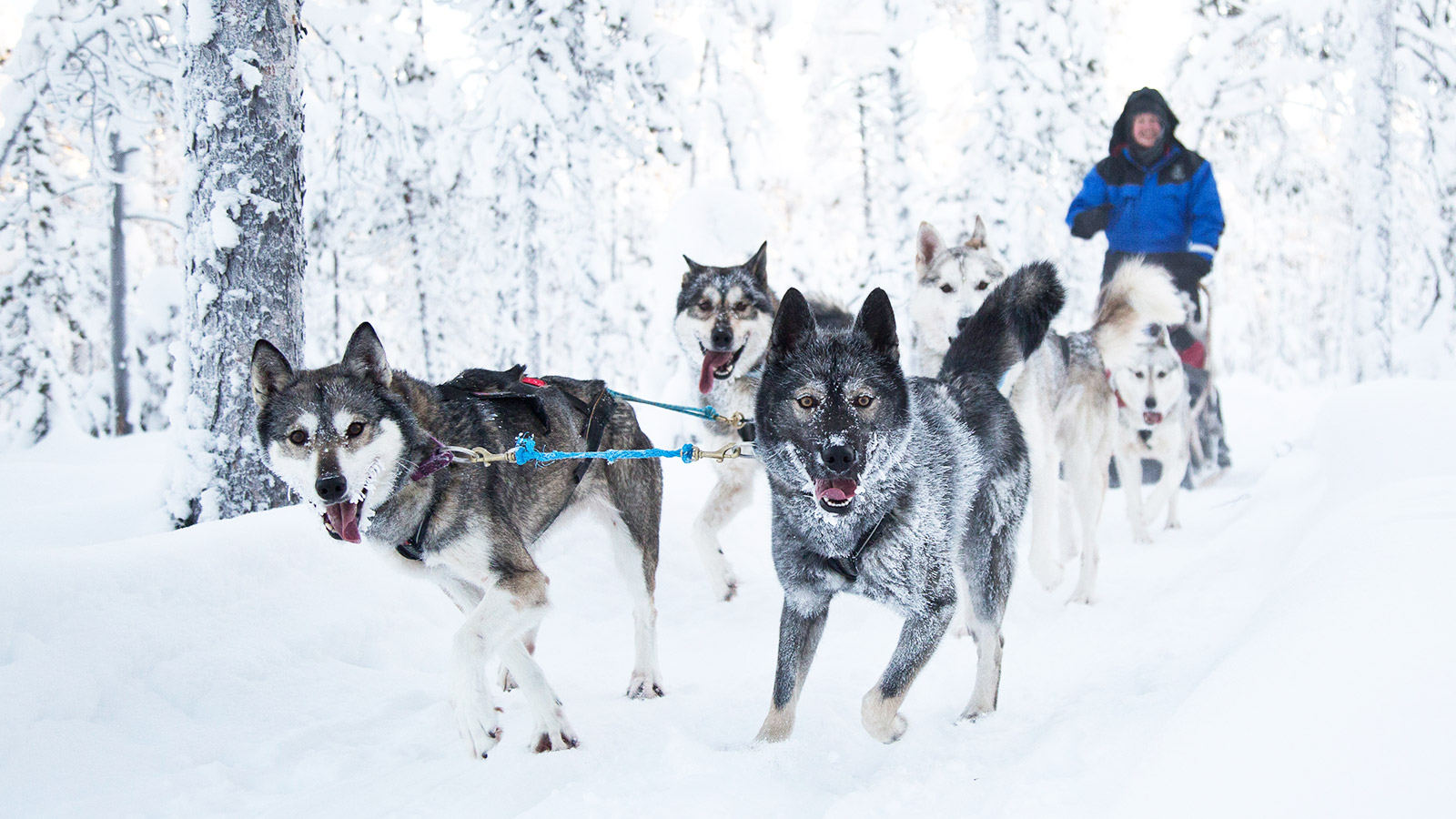 Een reis naar Lapland staat garant voor avontuur
