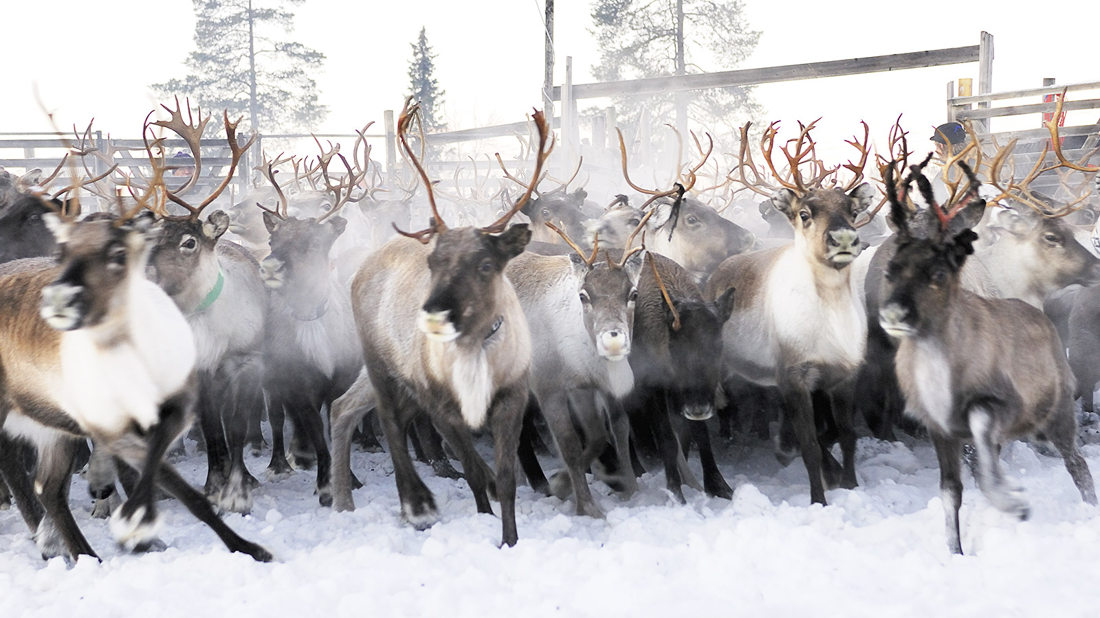 Rendieren zijn onlosmakelijk verbonden met Lapland en het leven in het Hoge Noorden