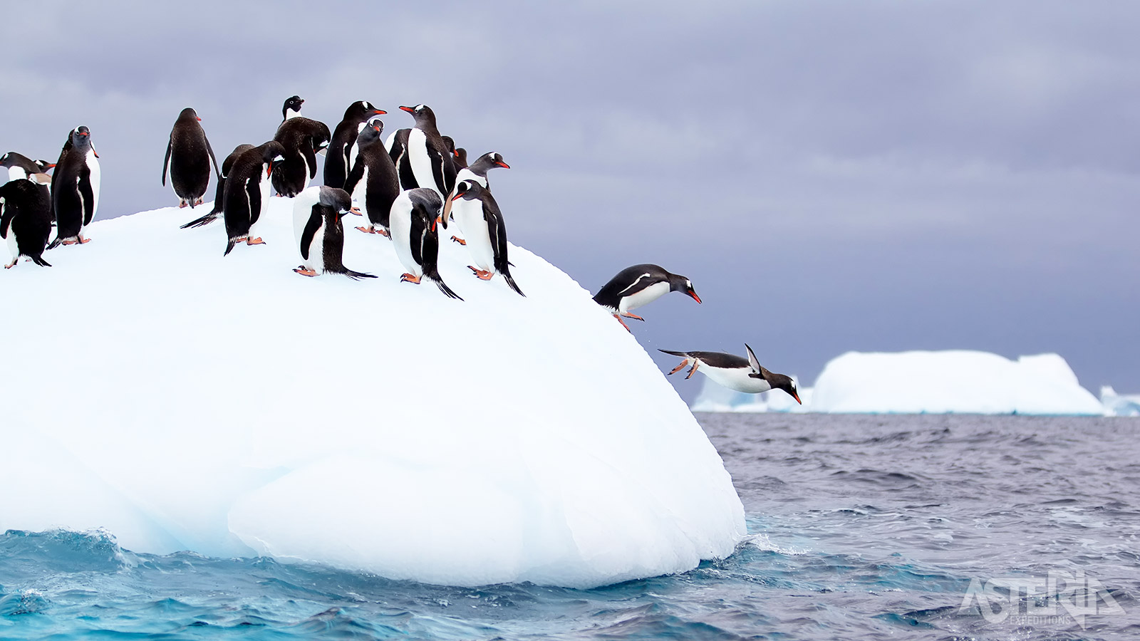Ezelspinguïns of Gentoo-pinguïns zijn de op 2 na grootste soort pinguïnsoort op aarde