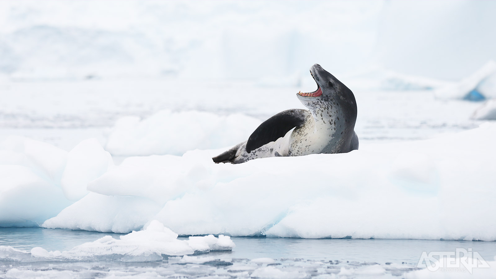 Zeeluipaarden leven langs de randen van het pakijs in de wateren rond Antarctica